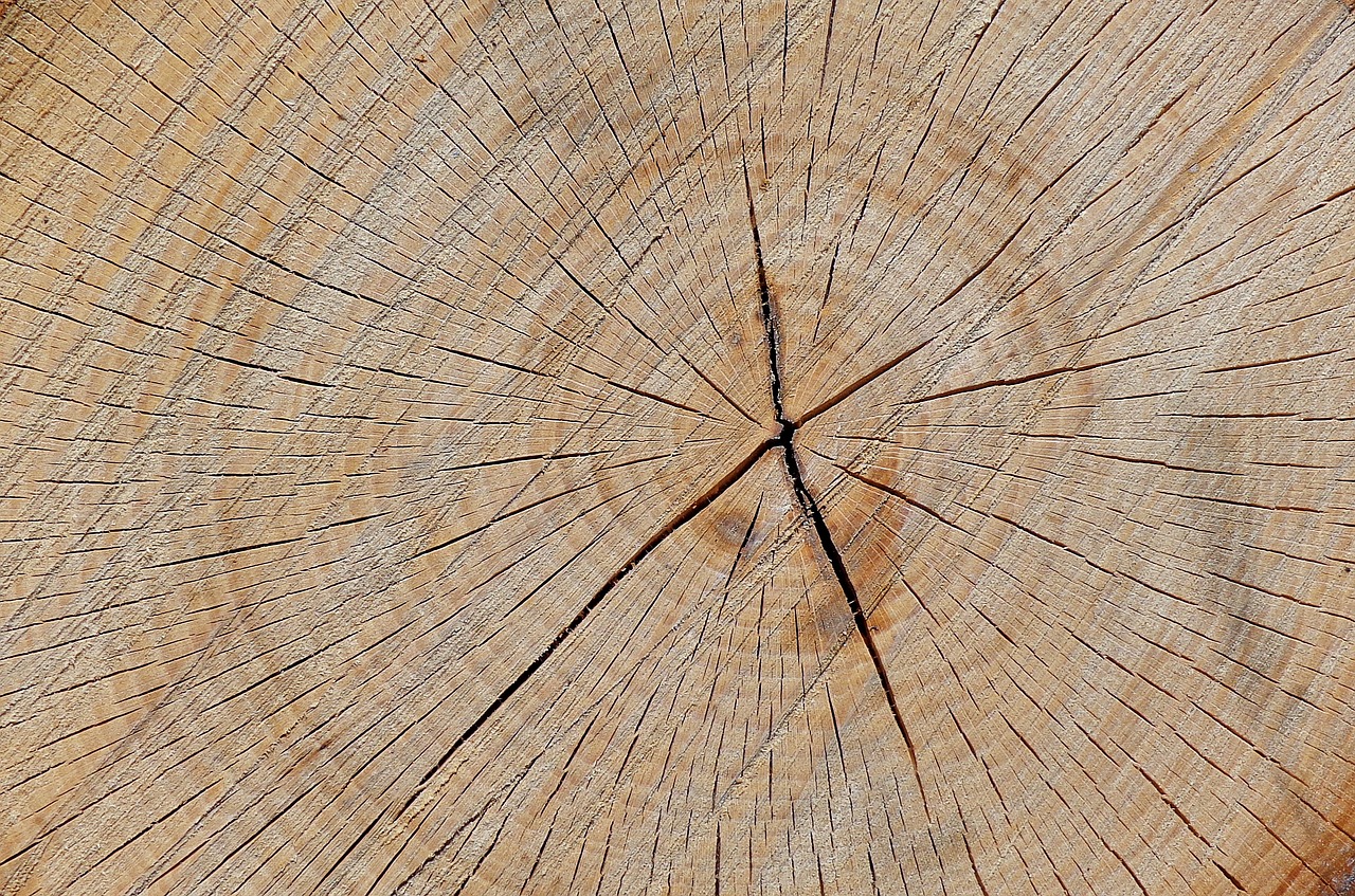 Торец дерева текстура