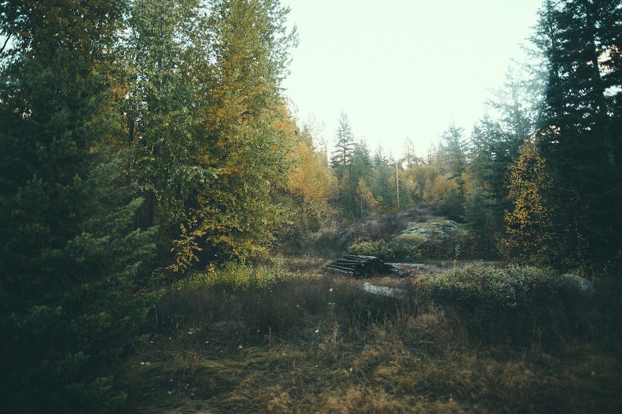 tree plants nature free photo