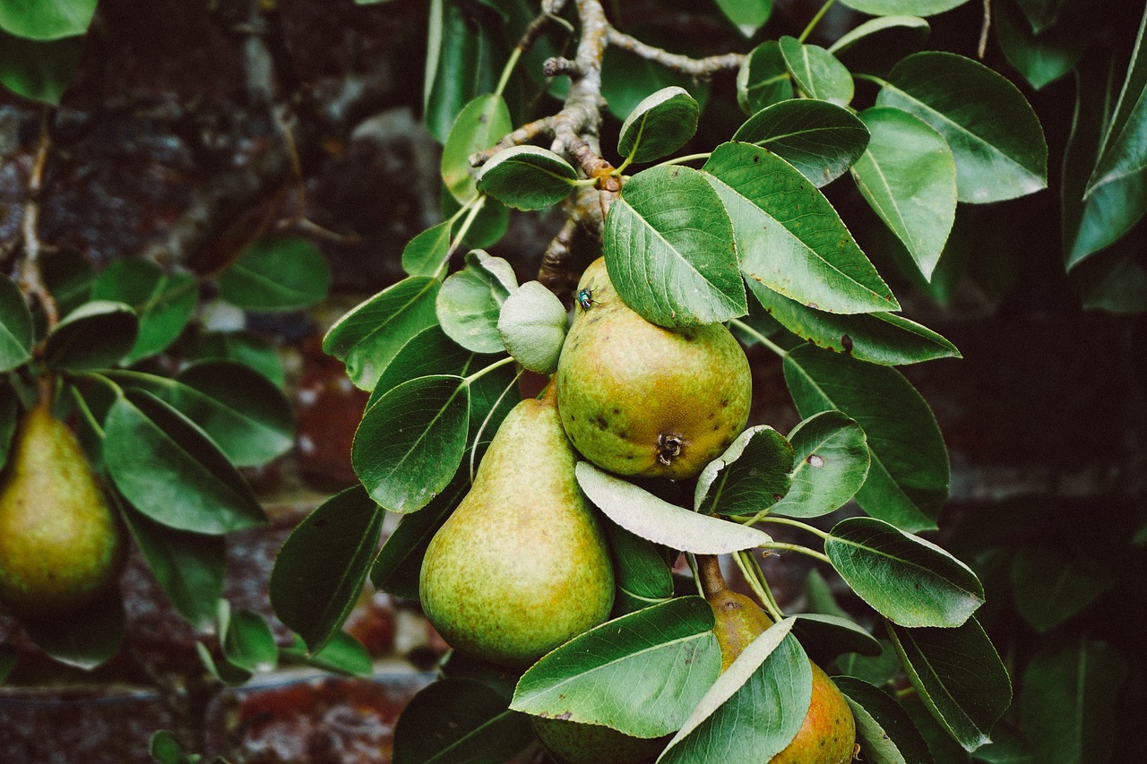 tree pears fruit free photo