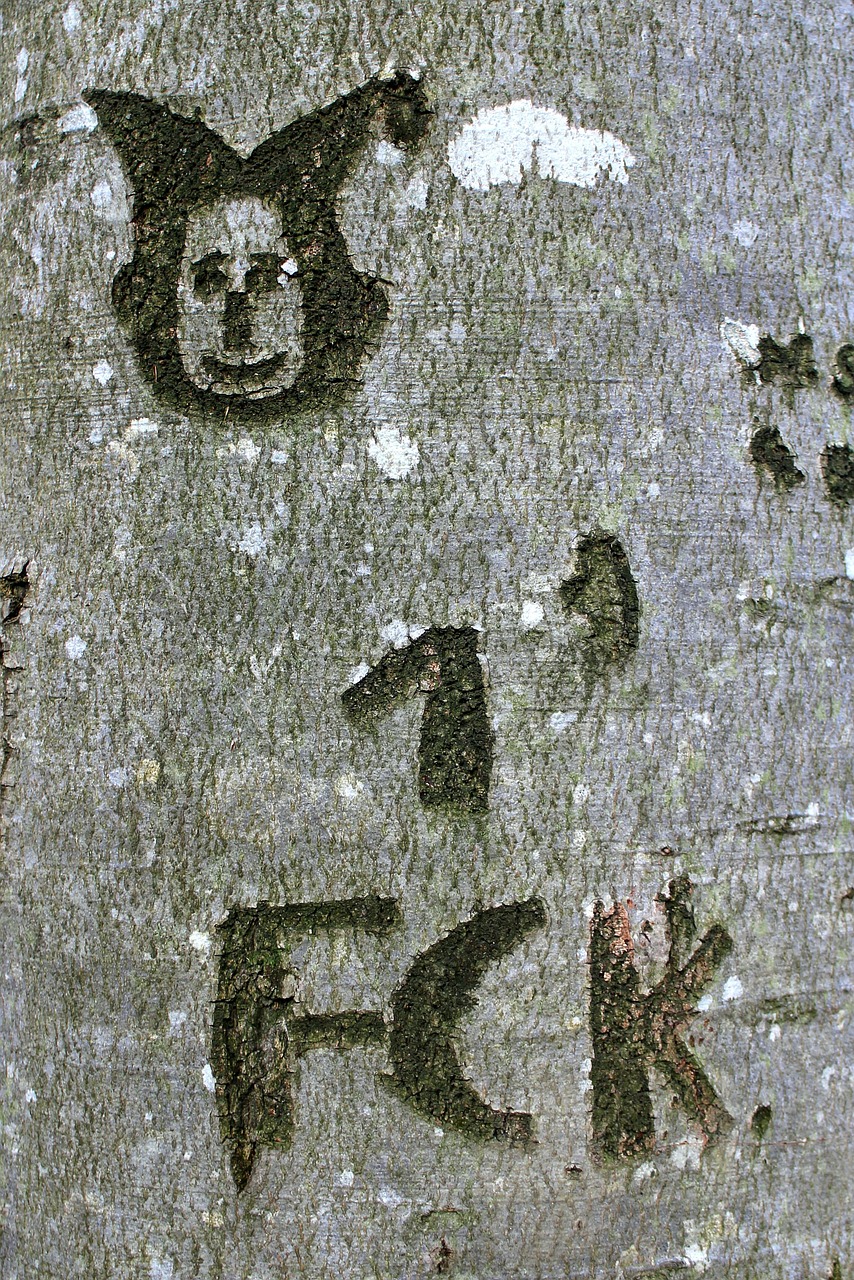 tree carved name free photo