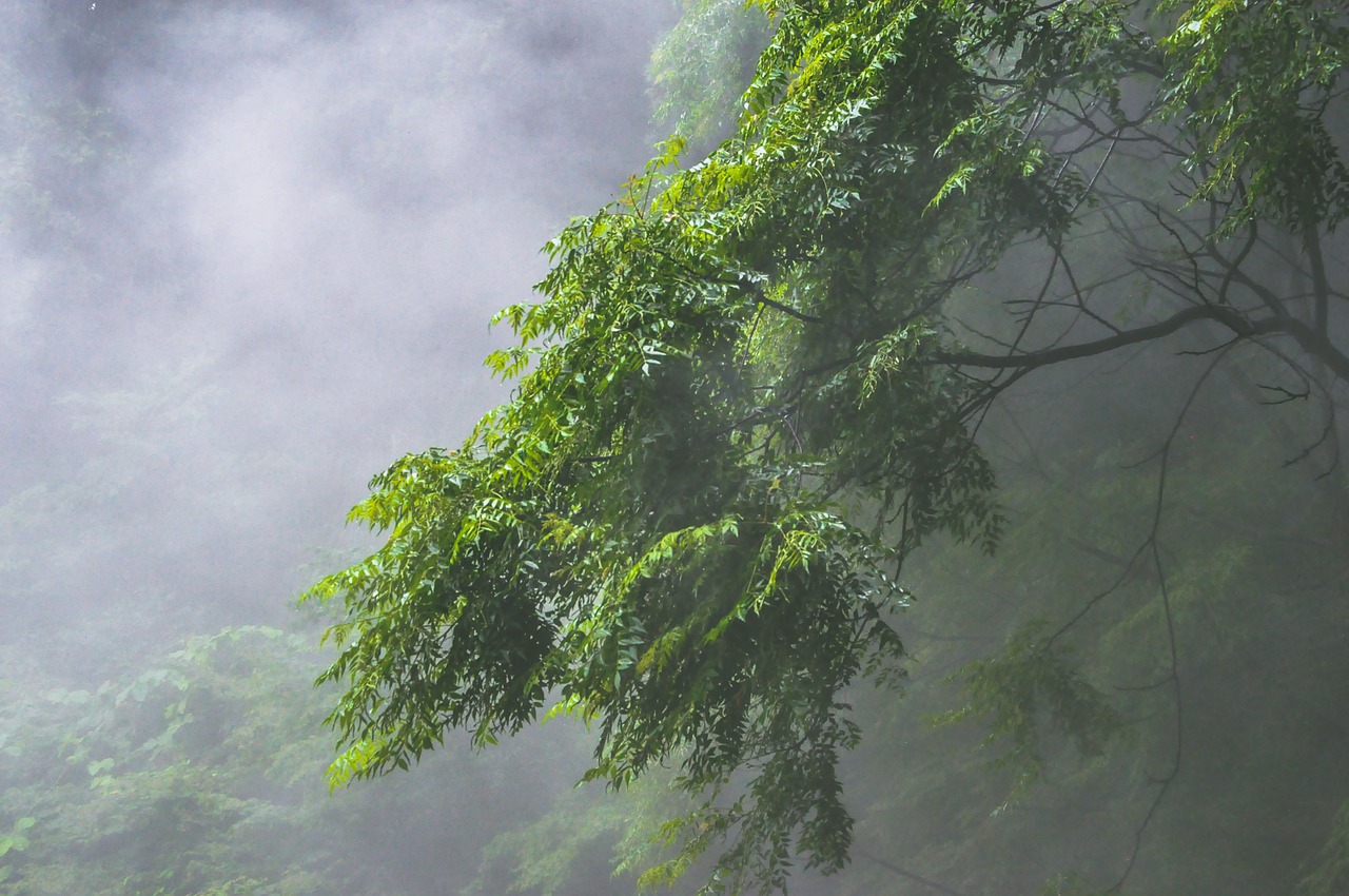 tree plants mountain free photo