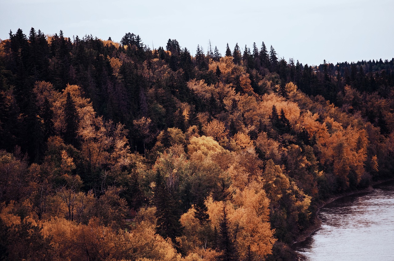 tree plant forest free photo