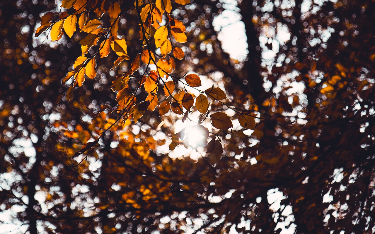 tree leaves plants free photo