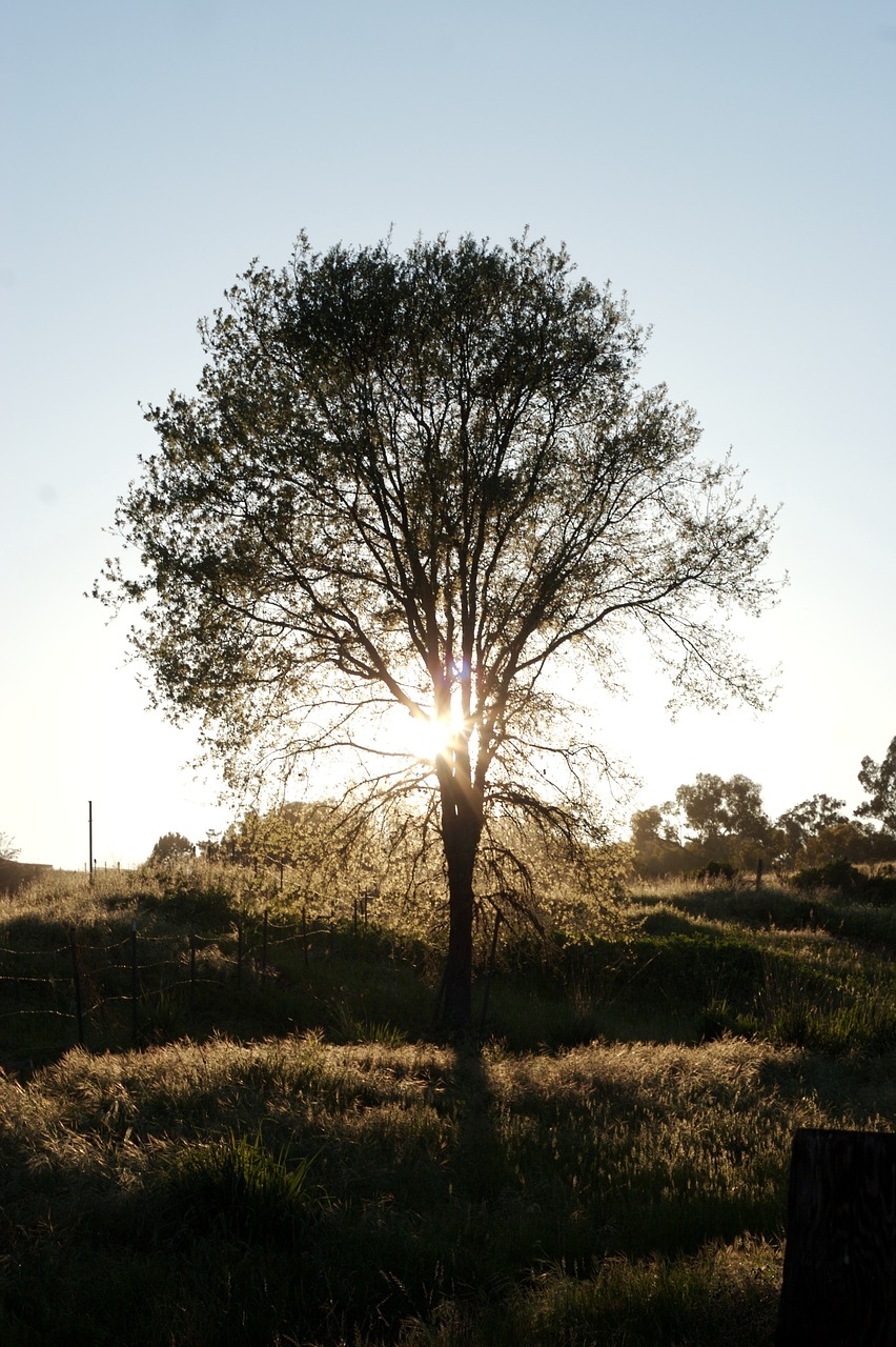 tree grass nature free photo