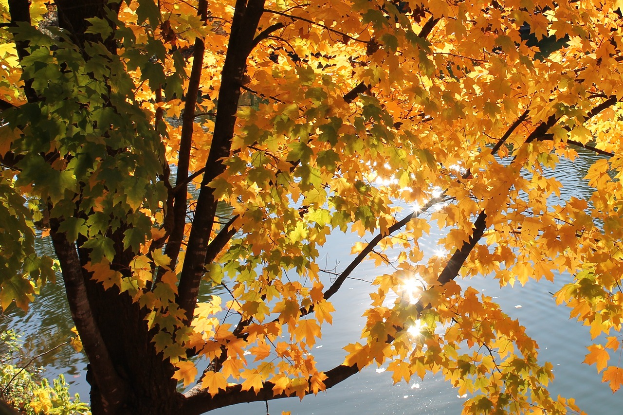 tree leaves yellow free photo