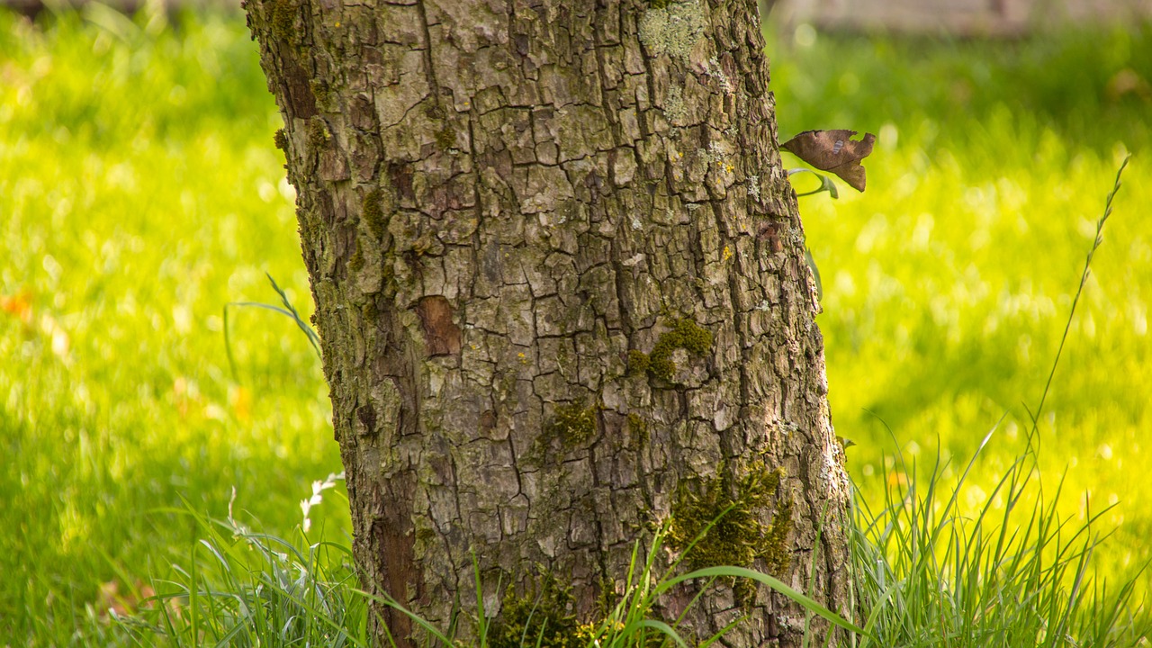 tree nature beautiful day free photo