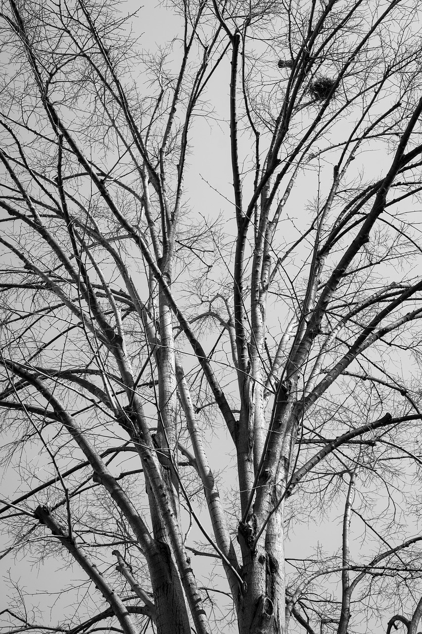 tree branches autumn free photo