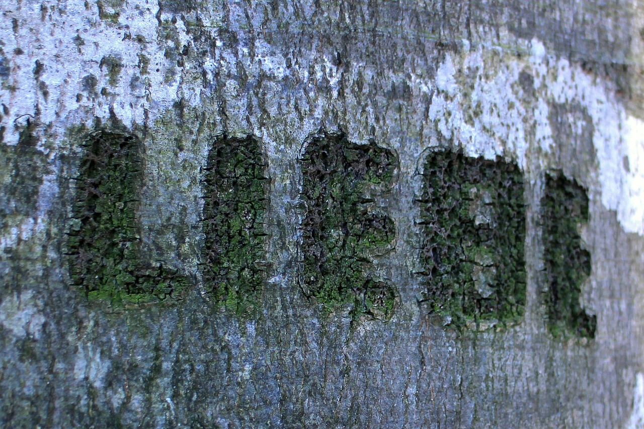 tree carved name free photo