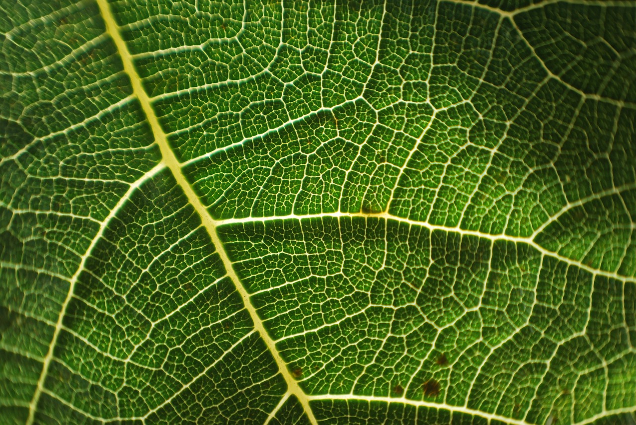 tree leaf trees free photo
