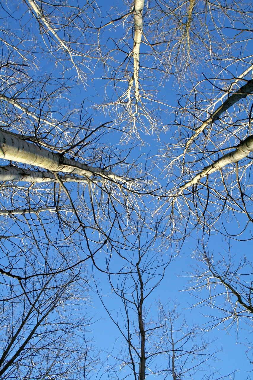 tree winter birch free photo