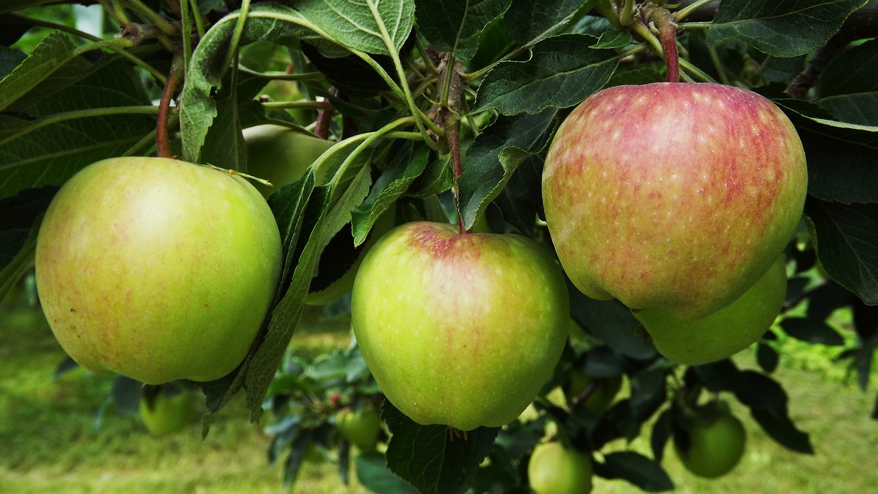 tree apple fruit free photo