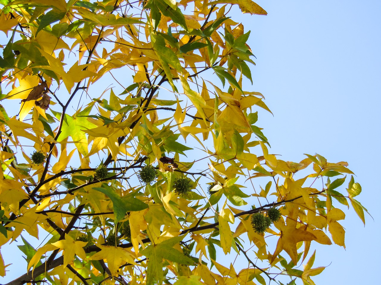 tree branches leaves free photo