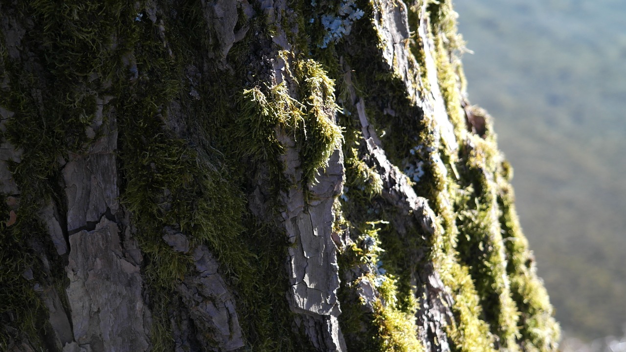 tree log bark free photo