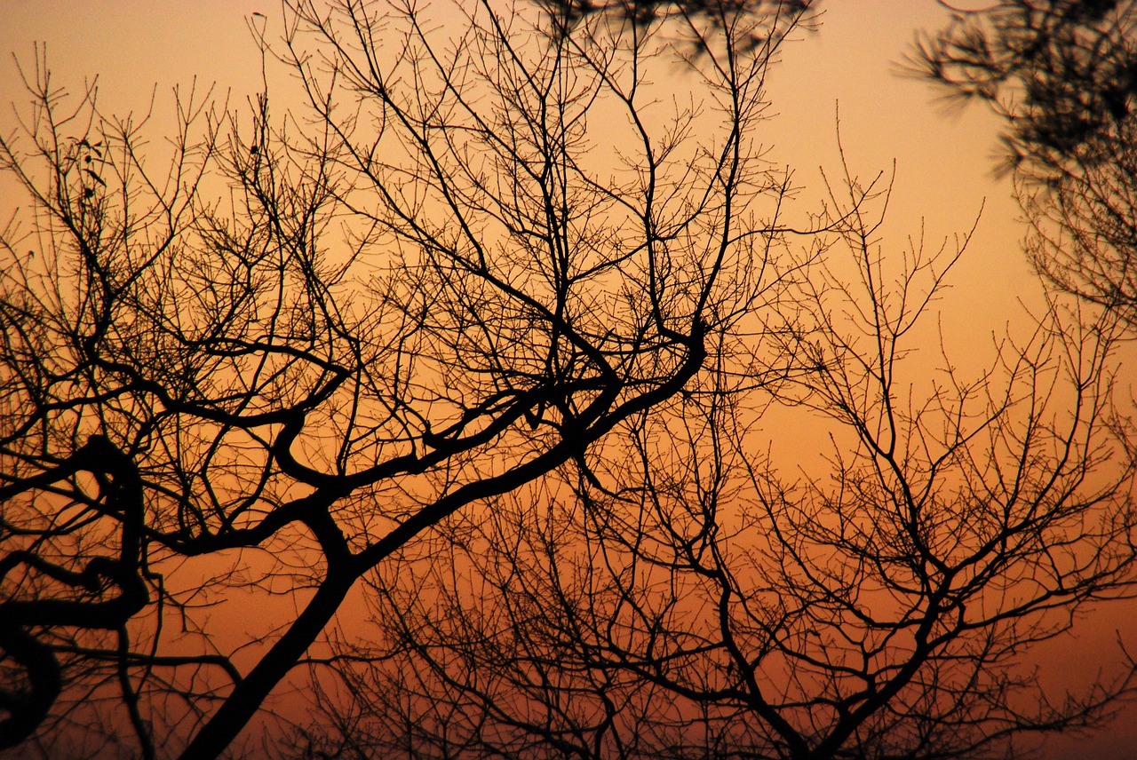 tree winter branch free photo