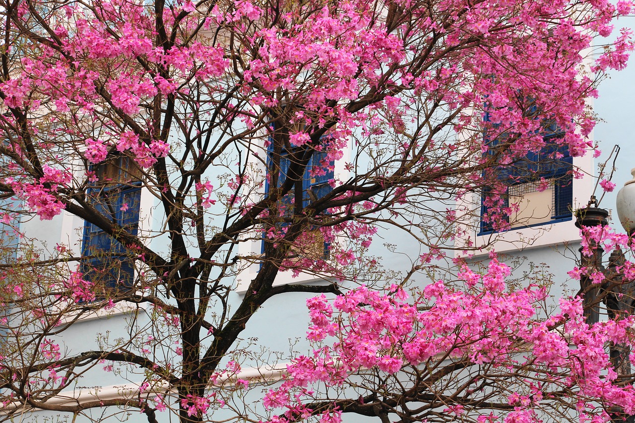 tree porto alegre brazil free photo