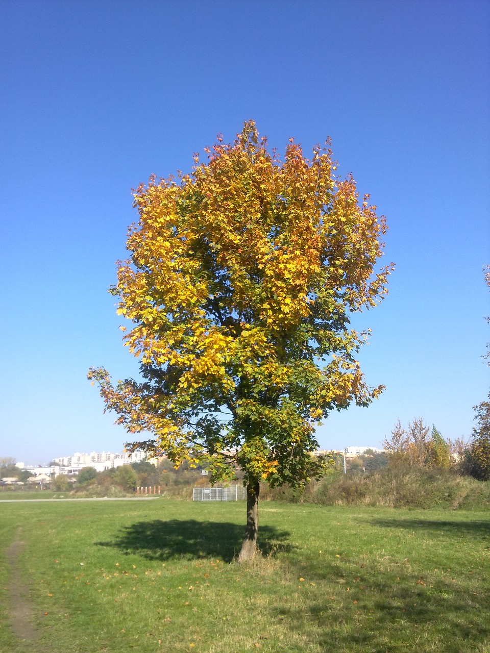 tree sky autumn free photo