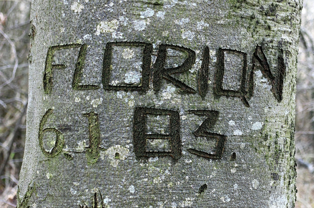 tree carved name free photo