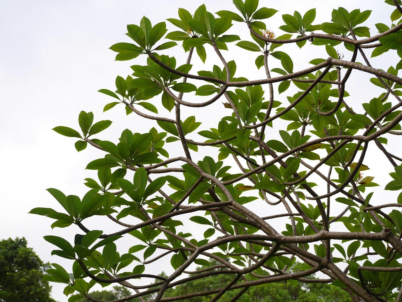 tree leaves green free photo