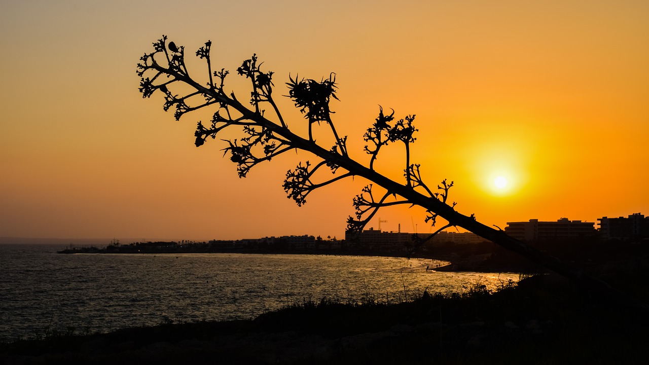 tree sun sunset free photo