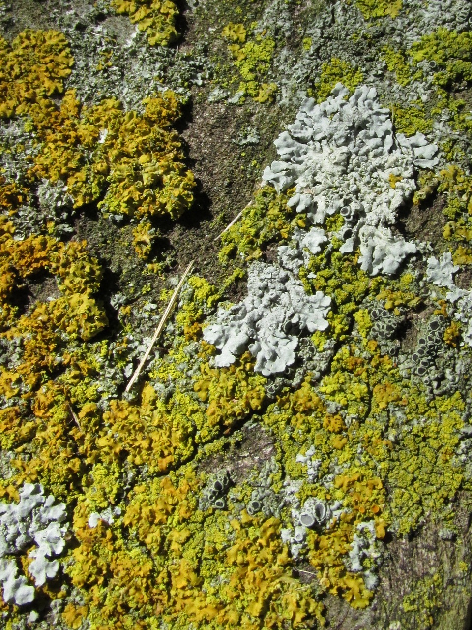 tree bark wood free photo