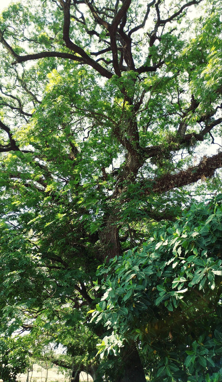 tree plants green free photo