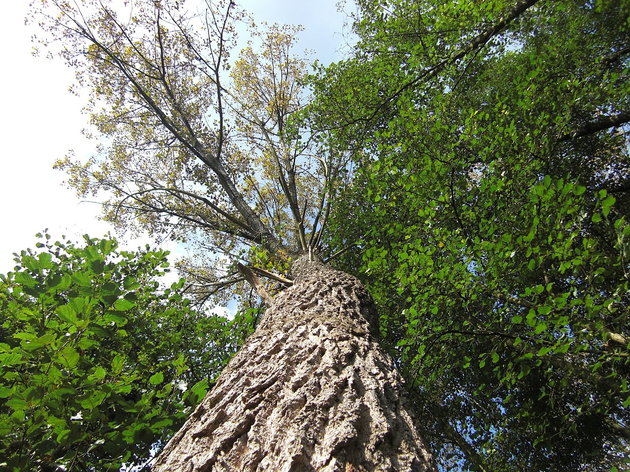 tree nature tree frog perspective free photo