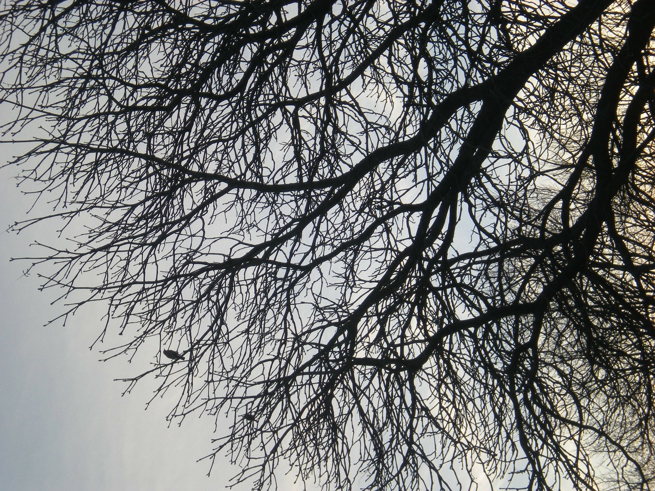 tree branches autumn free photo