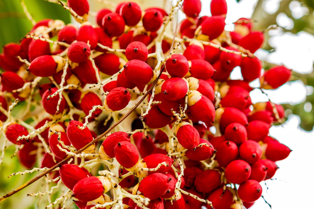 tree flower nature free photo