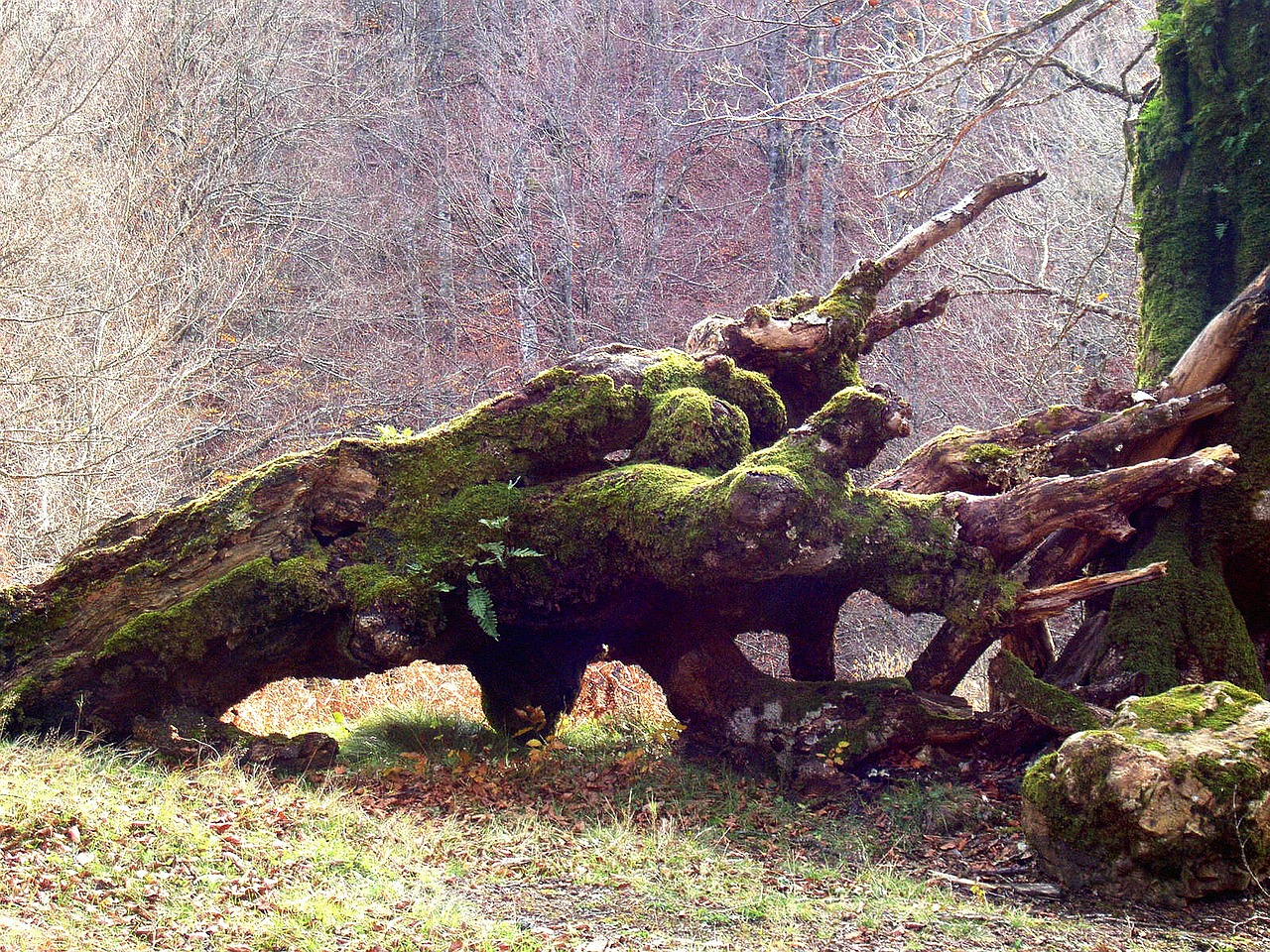 tree dead wood free photo