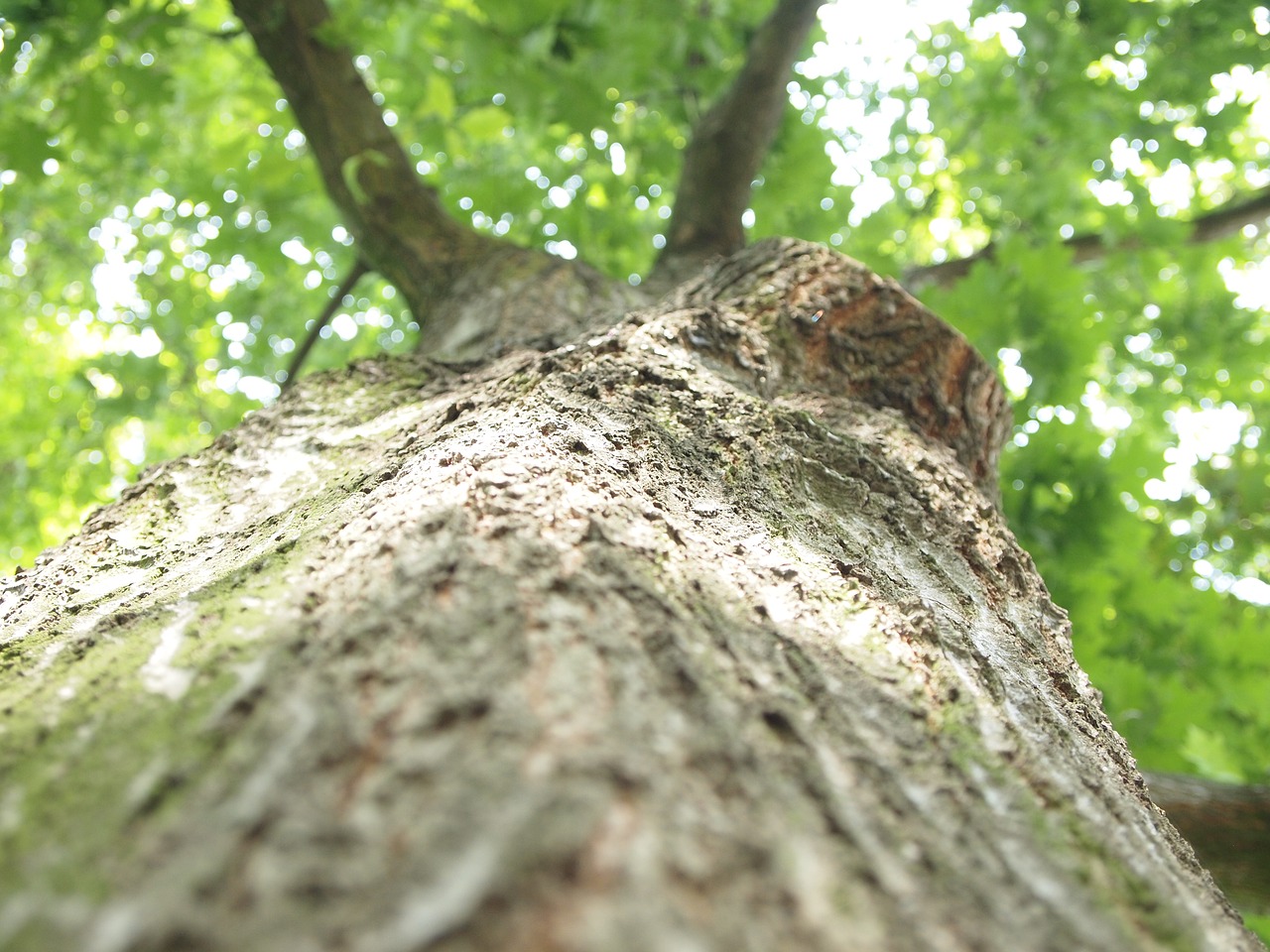 tree log summer free photo