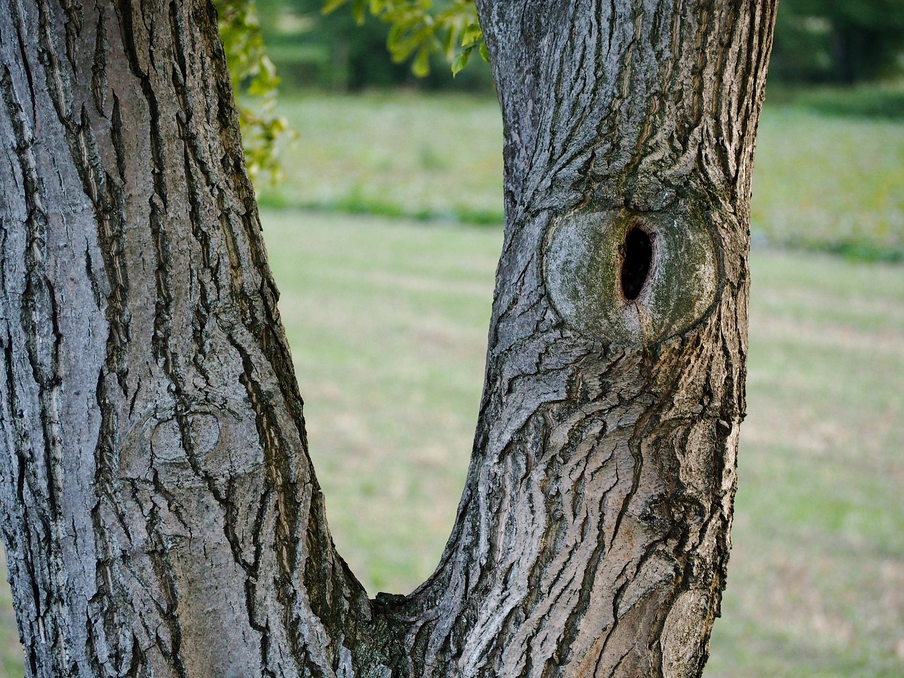 tree log bark free photo