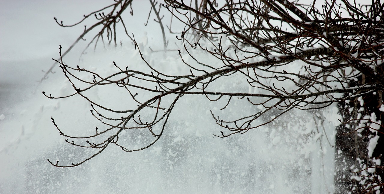 tree winter snow free photo