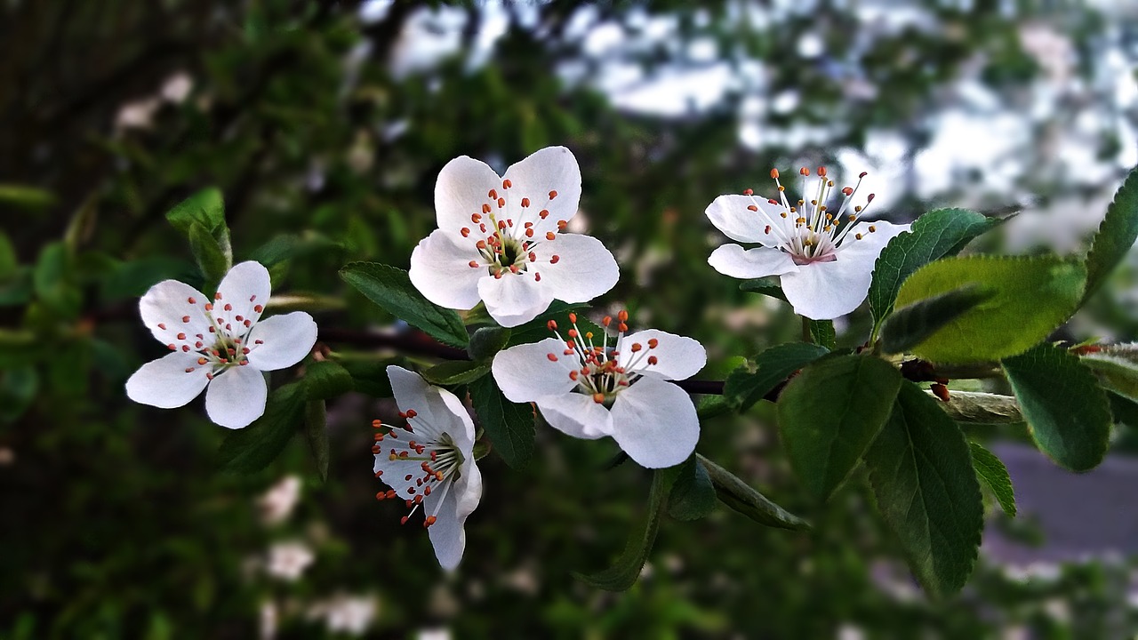 tree flourishing flowers free photo