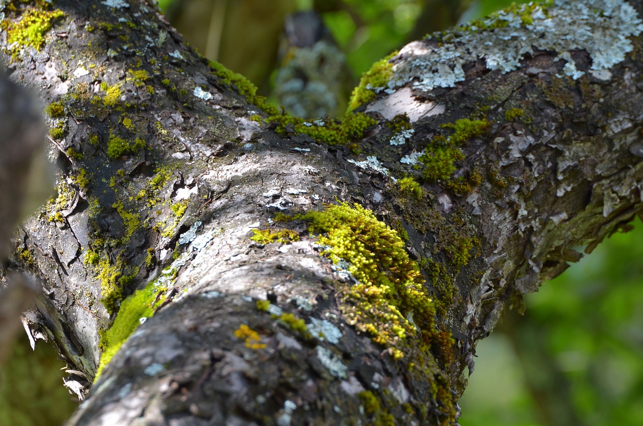 tree tree bark home free photo