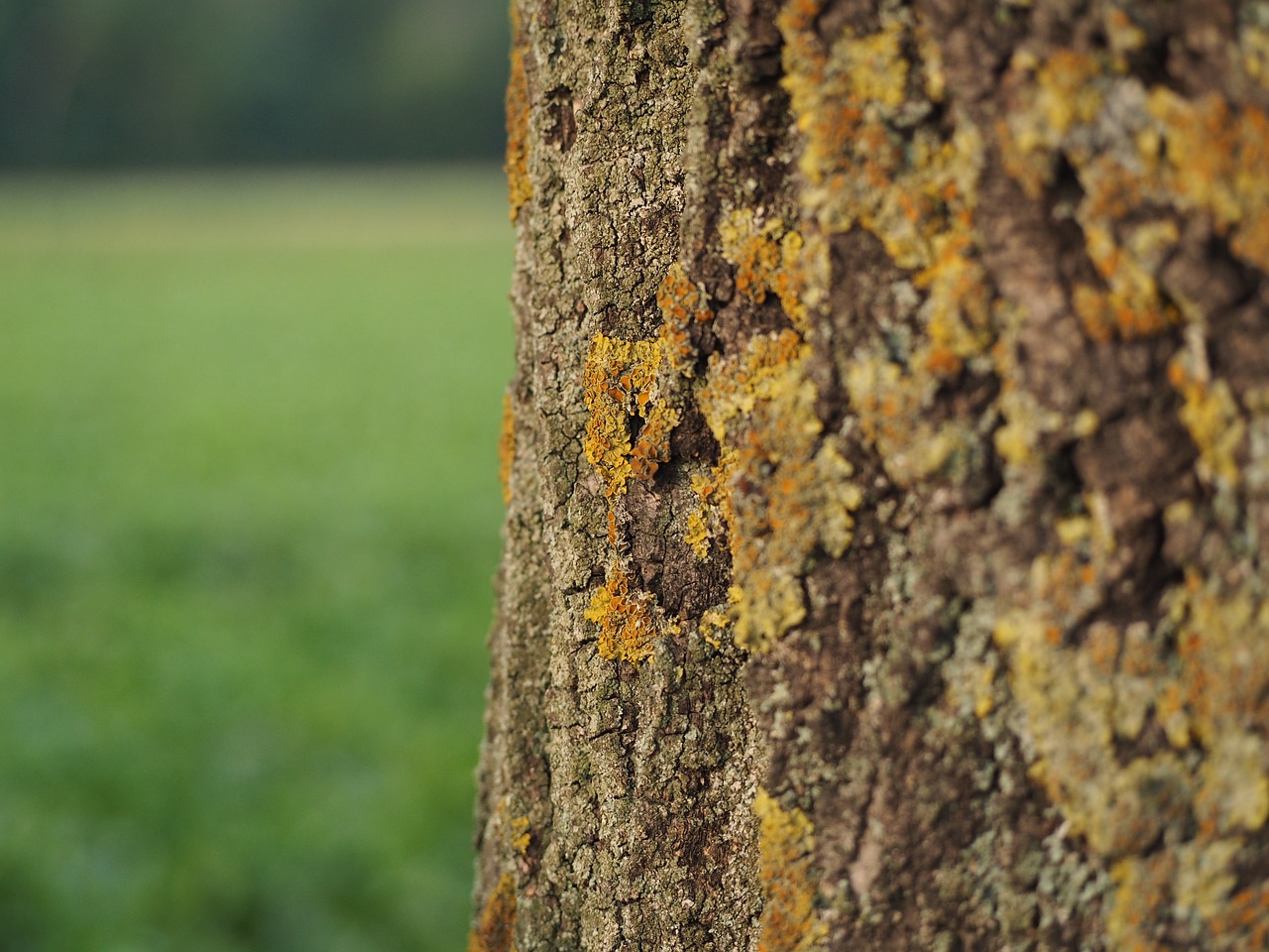 tree bark moss free photo