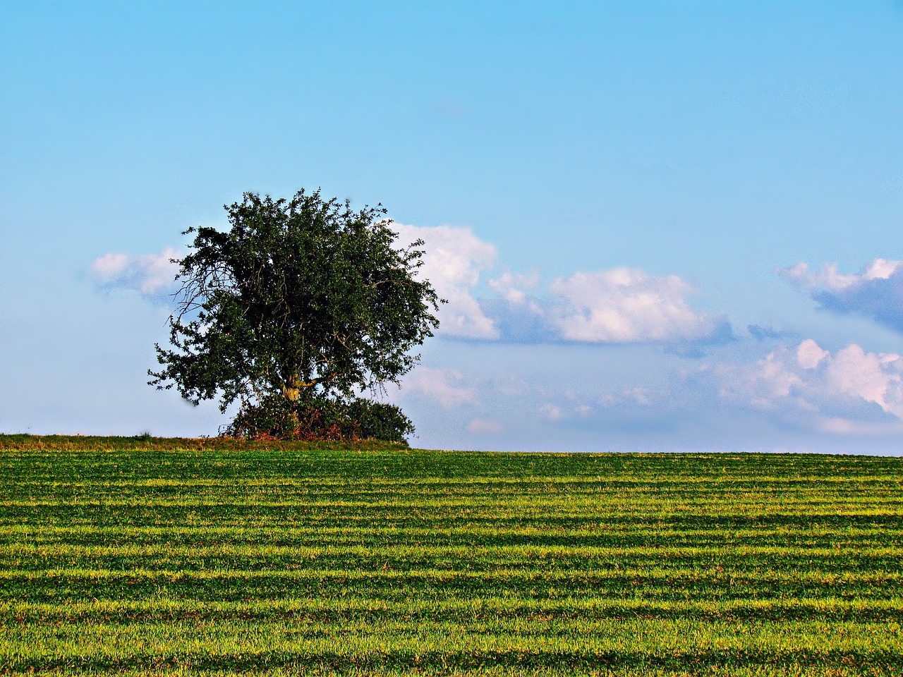 tree loneliness field free photo