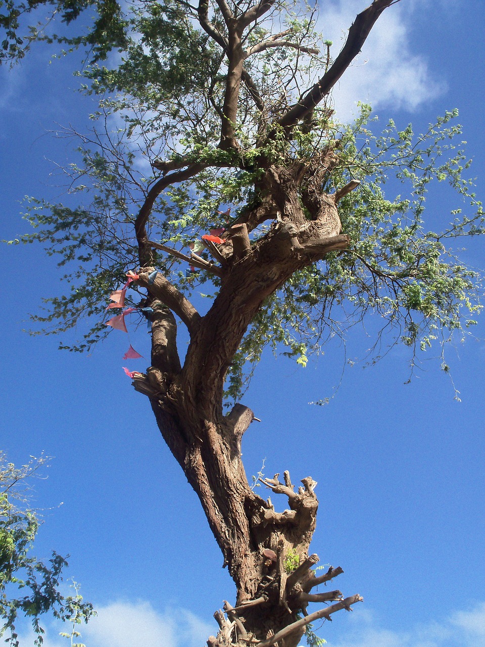 tree nature sun free photo