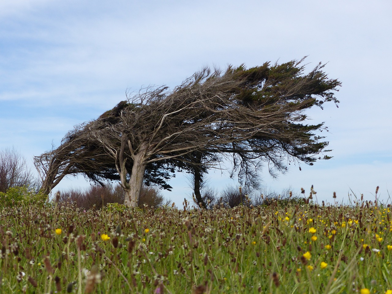 tree wind leaning free photo