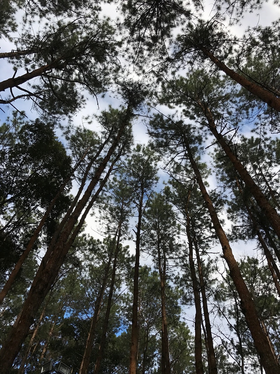 tree green nature free photo