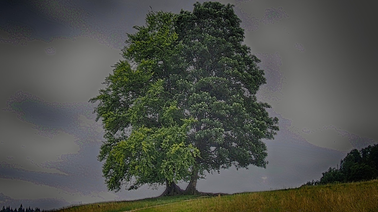 tree nature foliage free photo