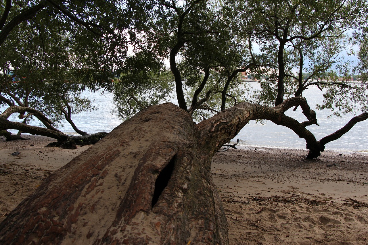 tree beach elbe free photo