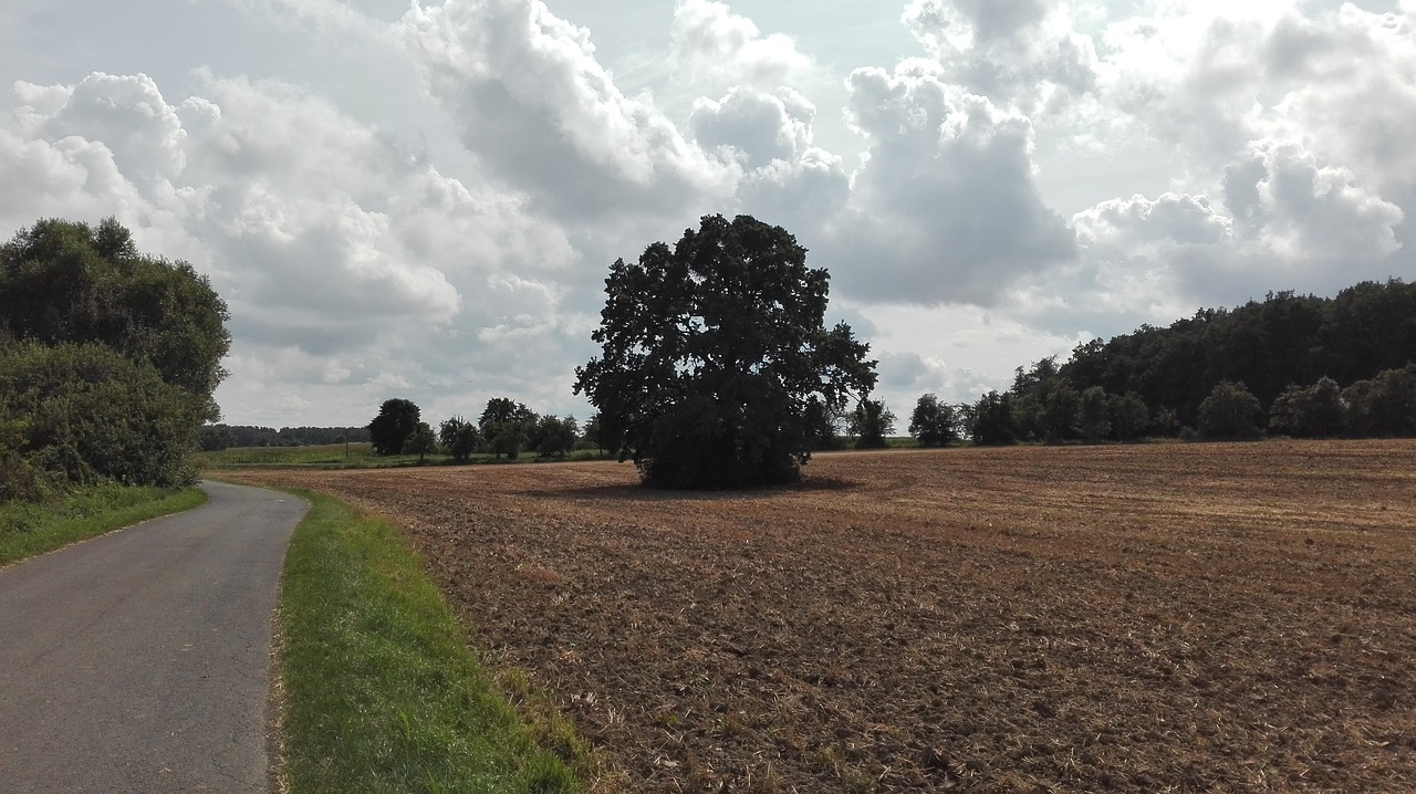 tree field landscape free photo