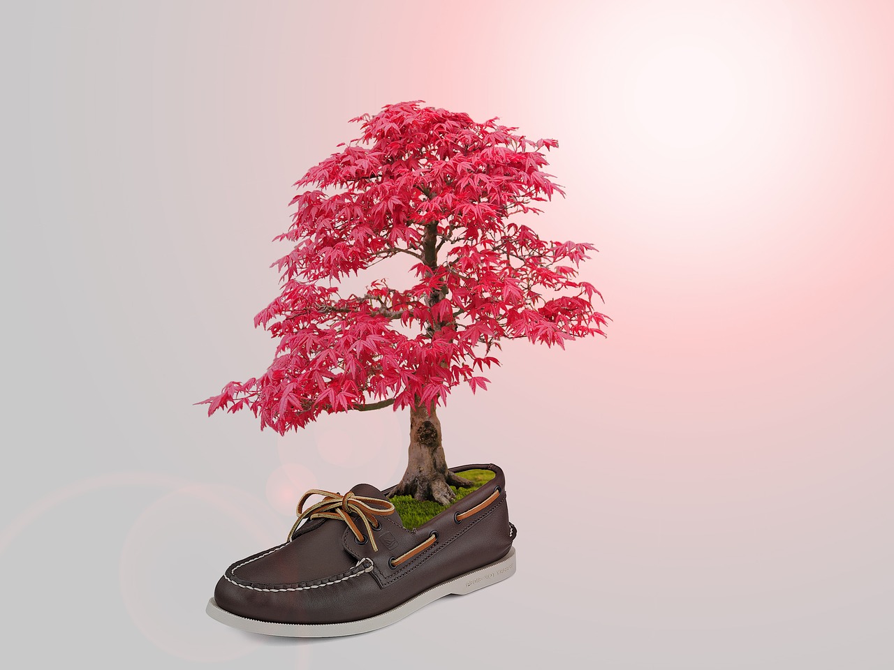 tree shoe manipulation free photo