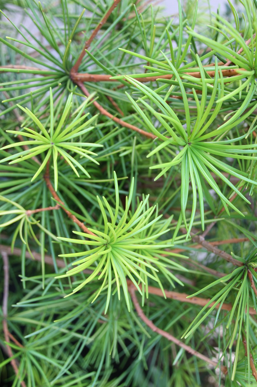tree needles conifer free photo