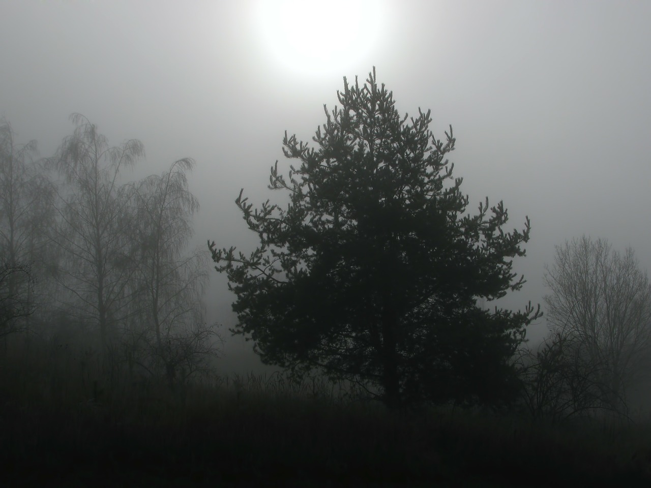 tree trees fog free photo