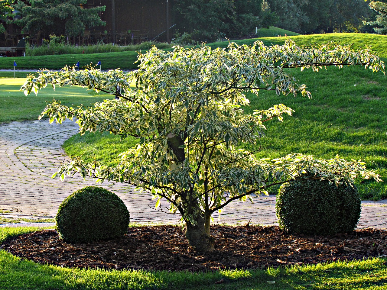 tree nature green tree free photo