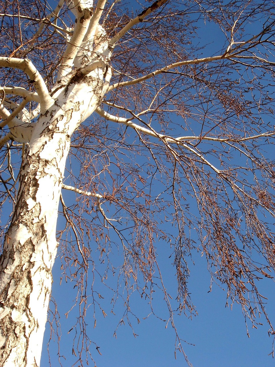 tree sky blue free photo