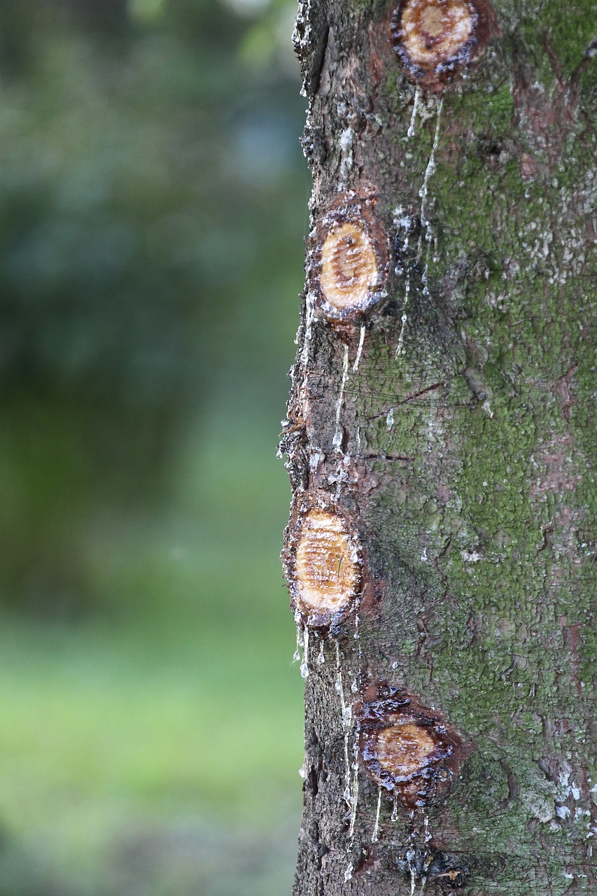 tree water resin free photo