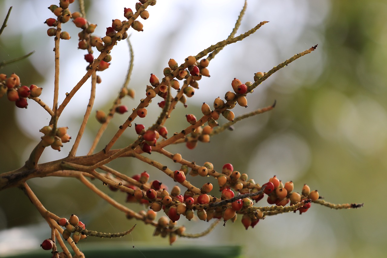 tree plant thailand free photo