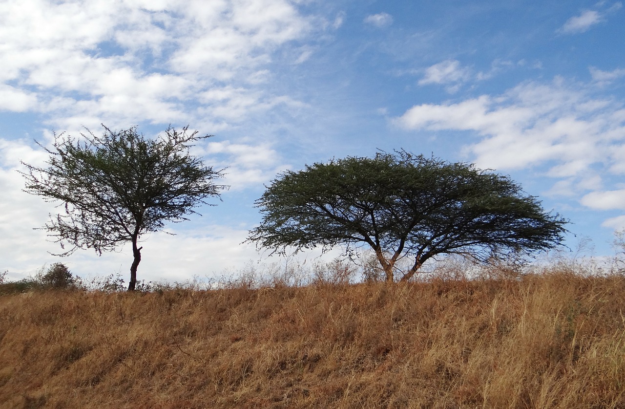 tree acacia nilotica babool free photo